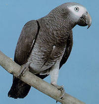 Timneh Papaan (African Grey Timneh Parrot)